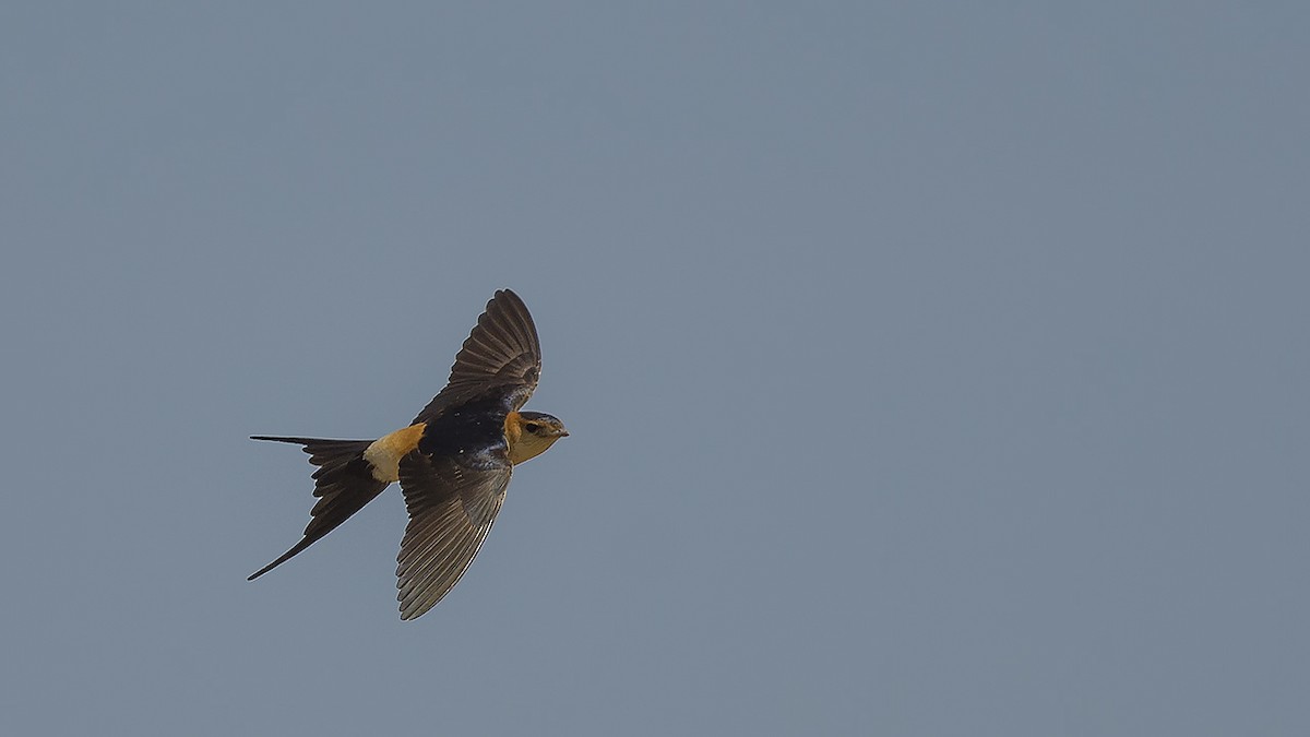 Red-rumped Swallow - ML618371866