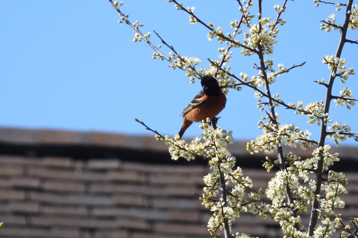 Orchard Oriole - ML618371885
