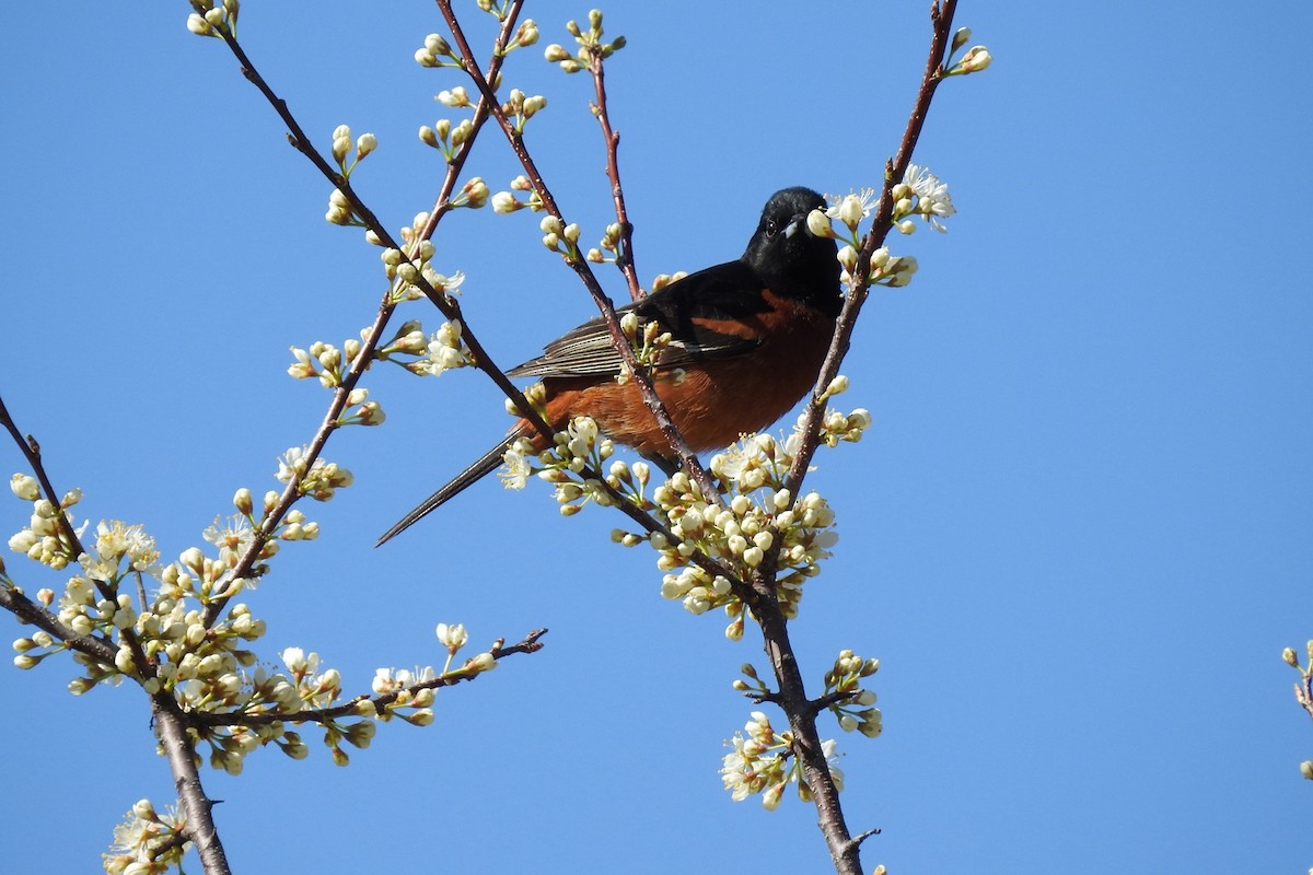 Orchard Oriole - ML618371886