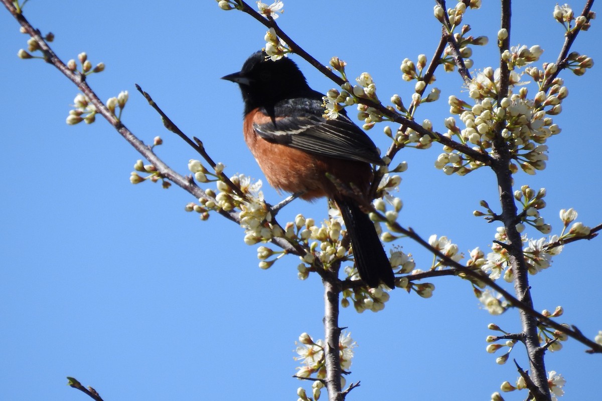 Orchard Oriole - ML618371887
