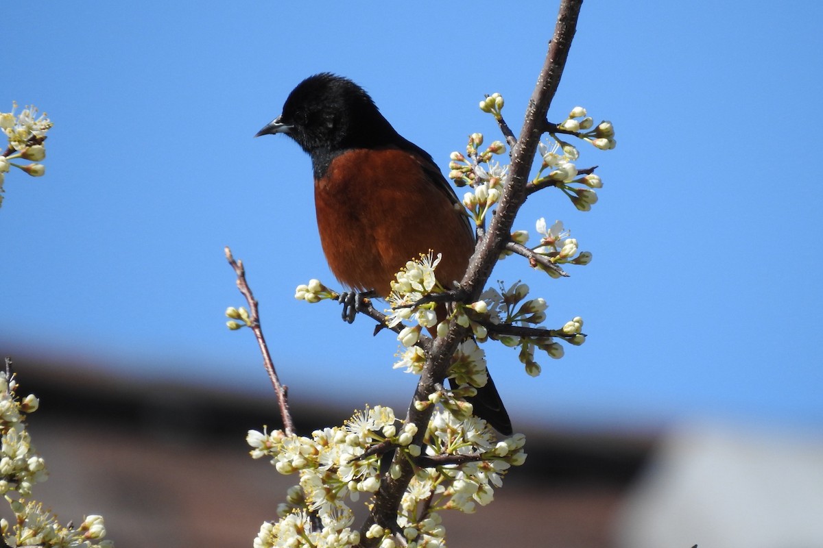 Orchard Oriole - ML618371888