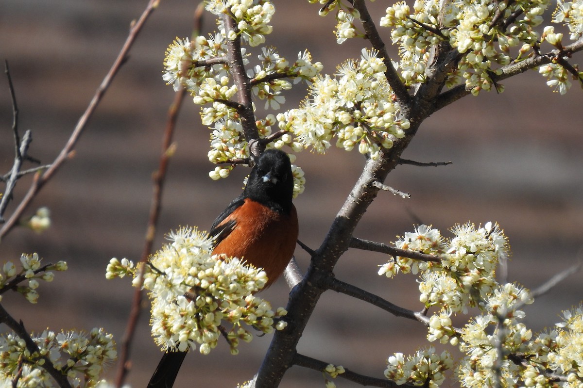 Orchard Oriole - ML618371889