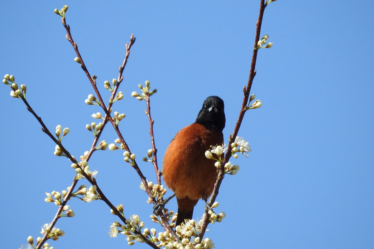Orchard Oriole - ML618371890