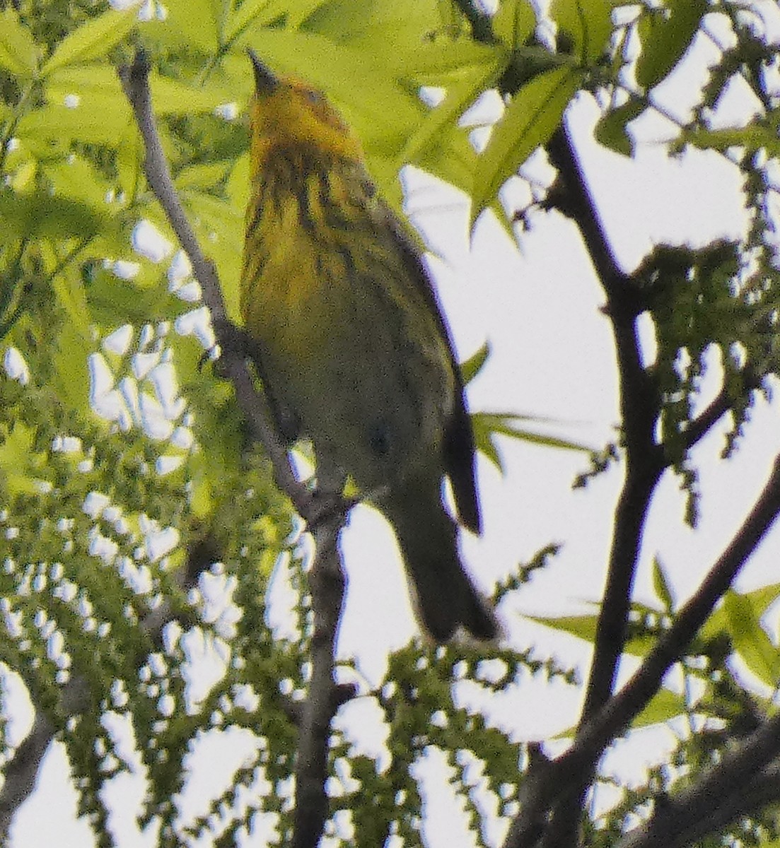 Cape May Warbler - Darrell Hance