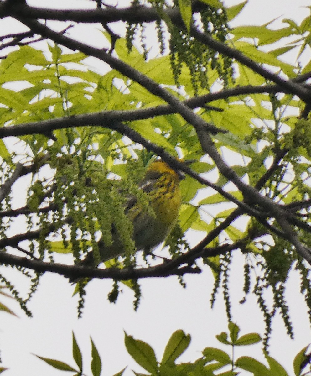 Cape May Warbler - Darrell Hance