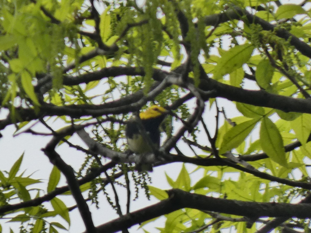 Black-throated Green Warbler - Darrell Hance