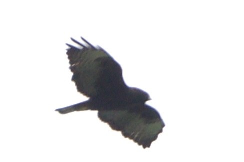 Short-tailed Hawk - ML618372182