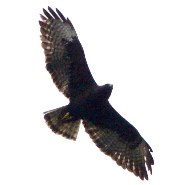 Short-tailed Hawk - ML618372183