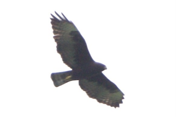 Short-tailed Hawk - ML618372185