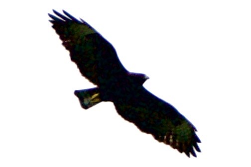 Short-tailed Hawk - ML618372187