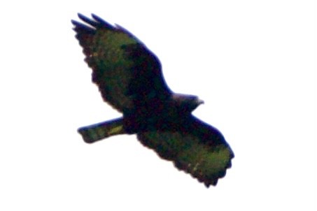 Short-tailed Hawk - ML618372188