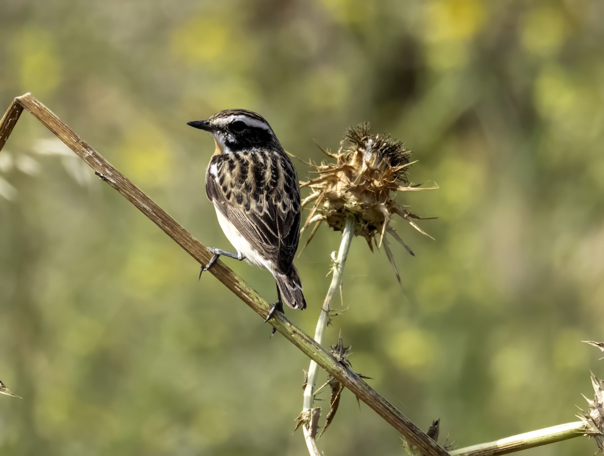 Whinchat - ML618372215