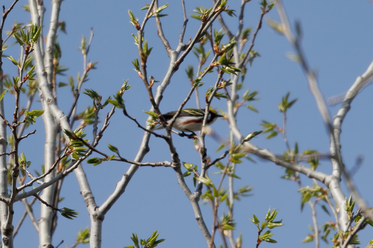 Chestnut-sided Warbler - Toby Sackton