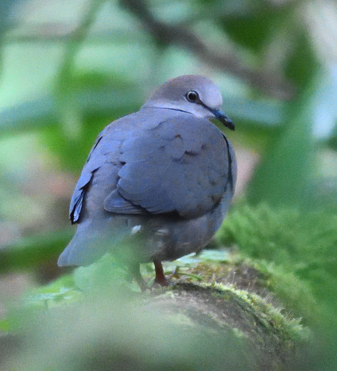 Gray-chested Dove - ML618372220