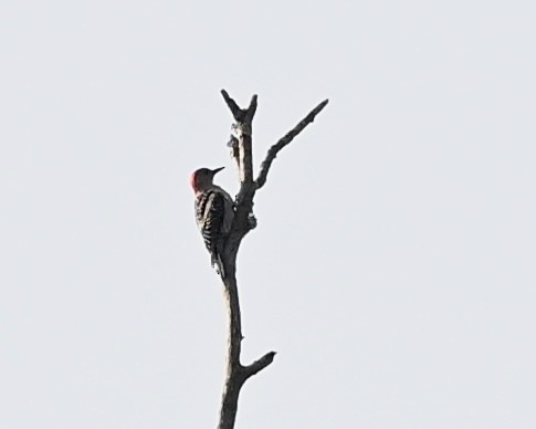 Red-bellied Woodpecker - ML618372236