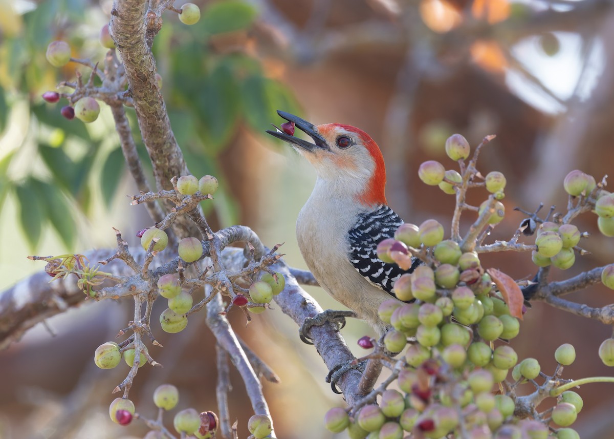 Red-bellied Woodpecker - Verlee Sanburg
