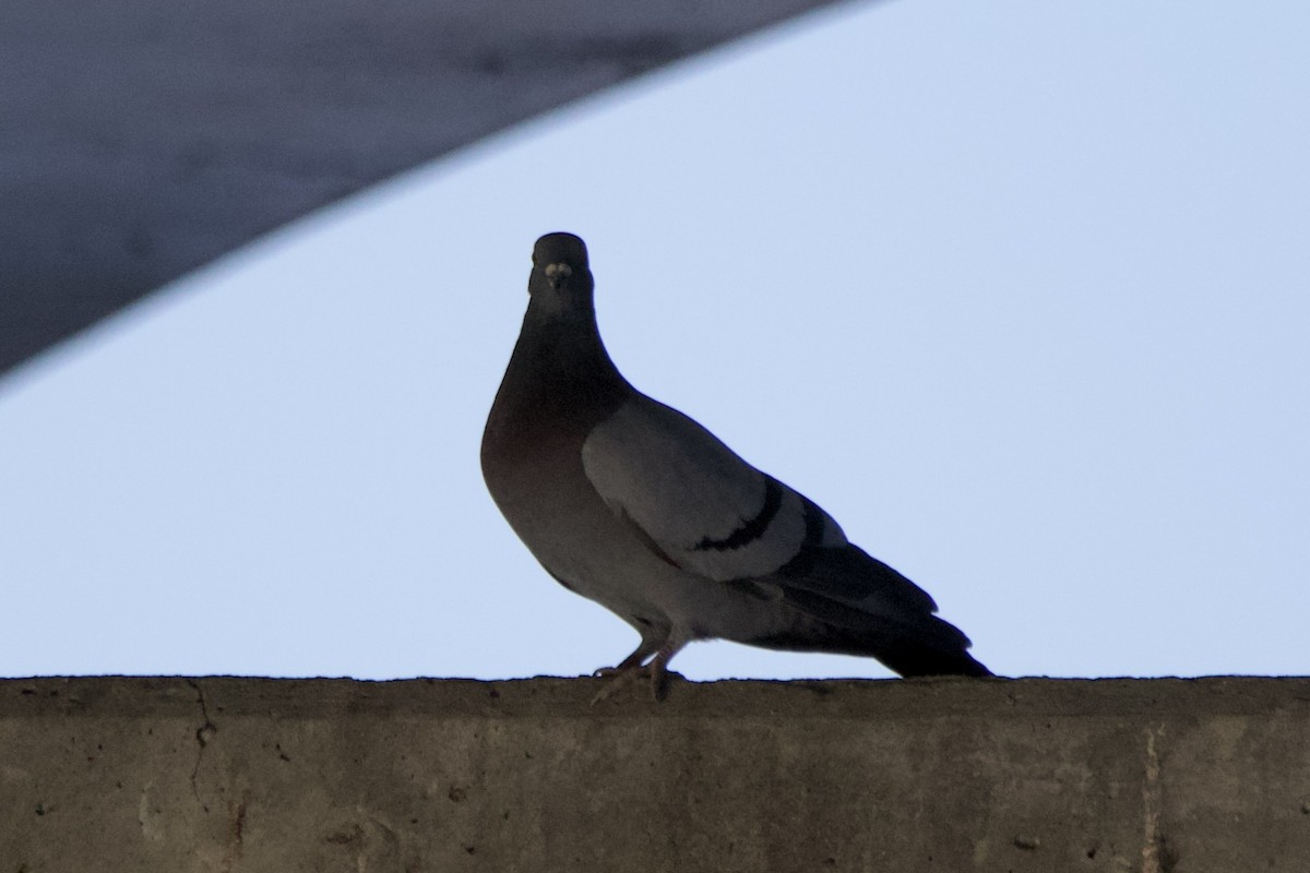 Rock Pigeon (Feral Pigeon) - John Shamgochian