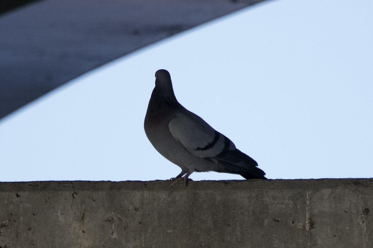 Rock Pigeon (Feral Pigeon) - ML618372261