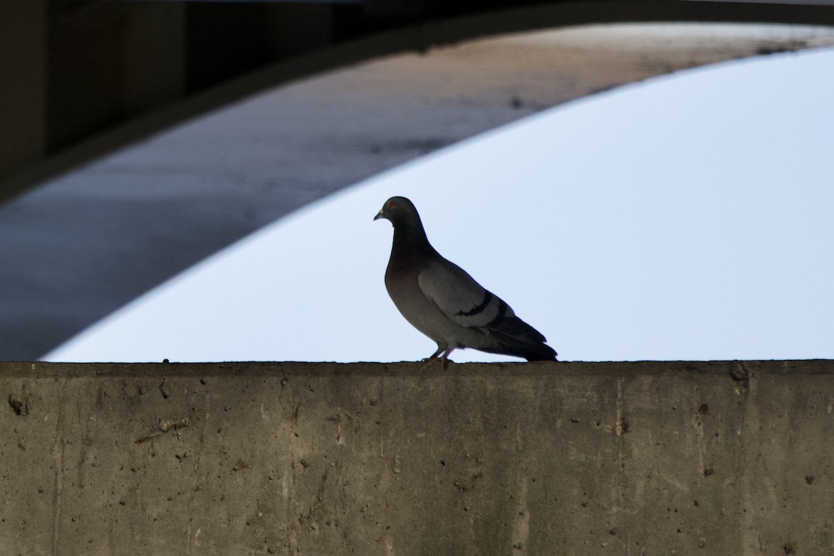 Rock Pigeon (Feral Pigeon) - ML618372262