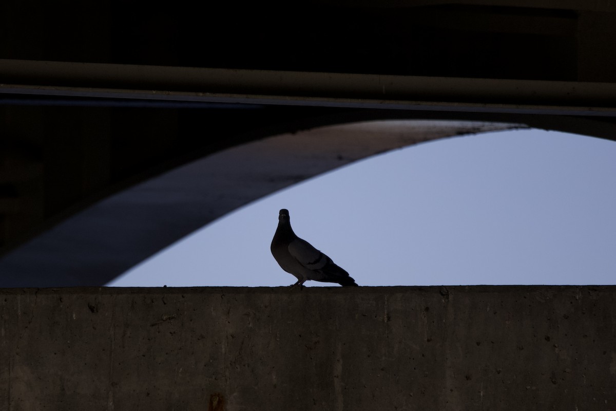 Rock Pigeon (Feral Pigeon) - ML618372264