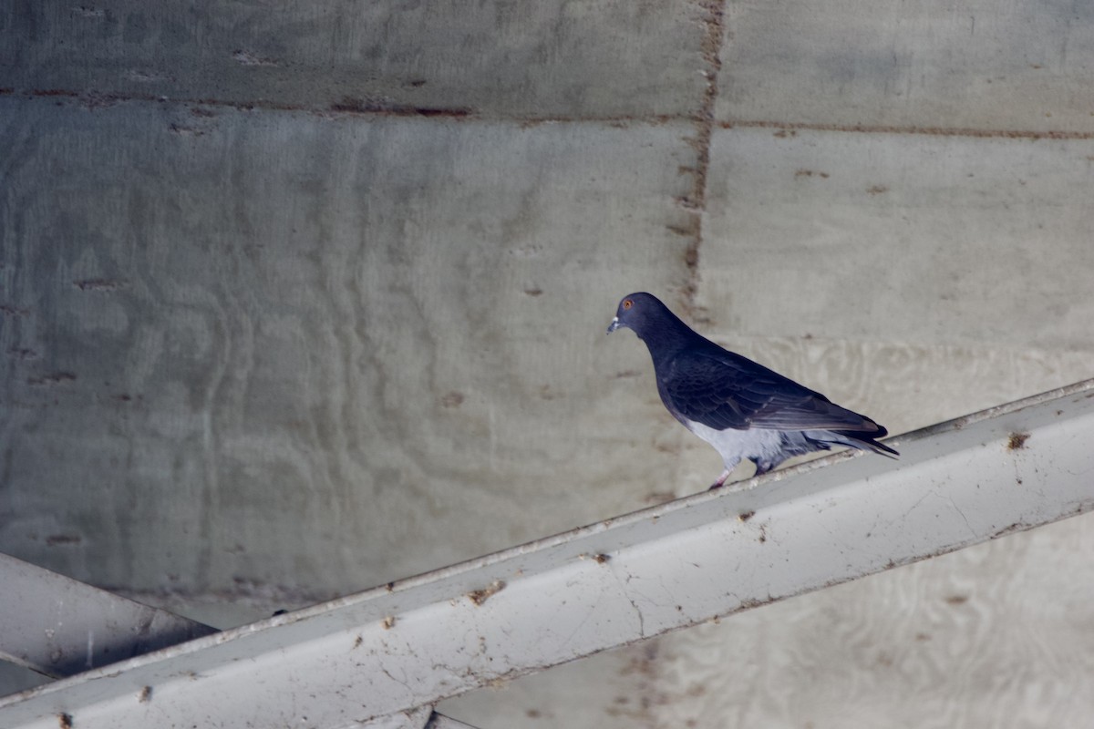 Rock Pigeon (Feral Pigeon) - ML618372265