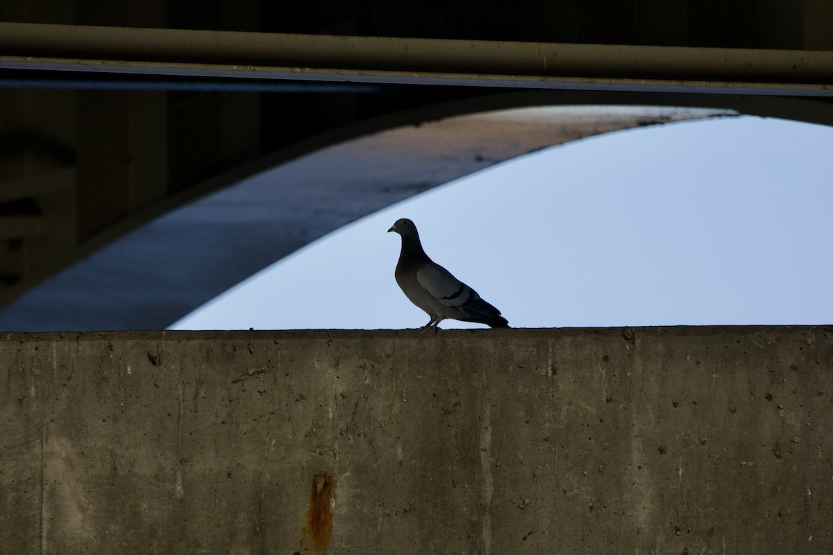 Rock Pigeon (Feral Pigeon) - ML618372266