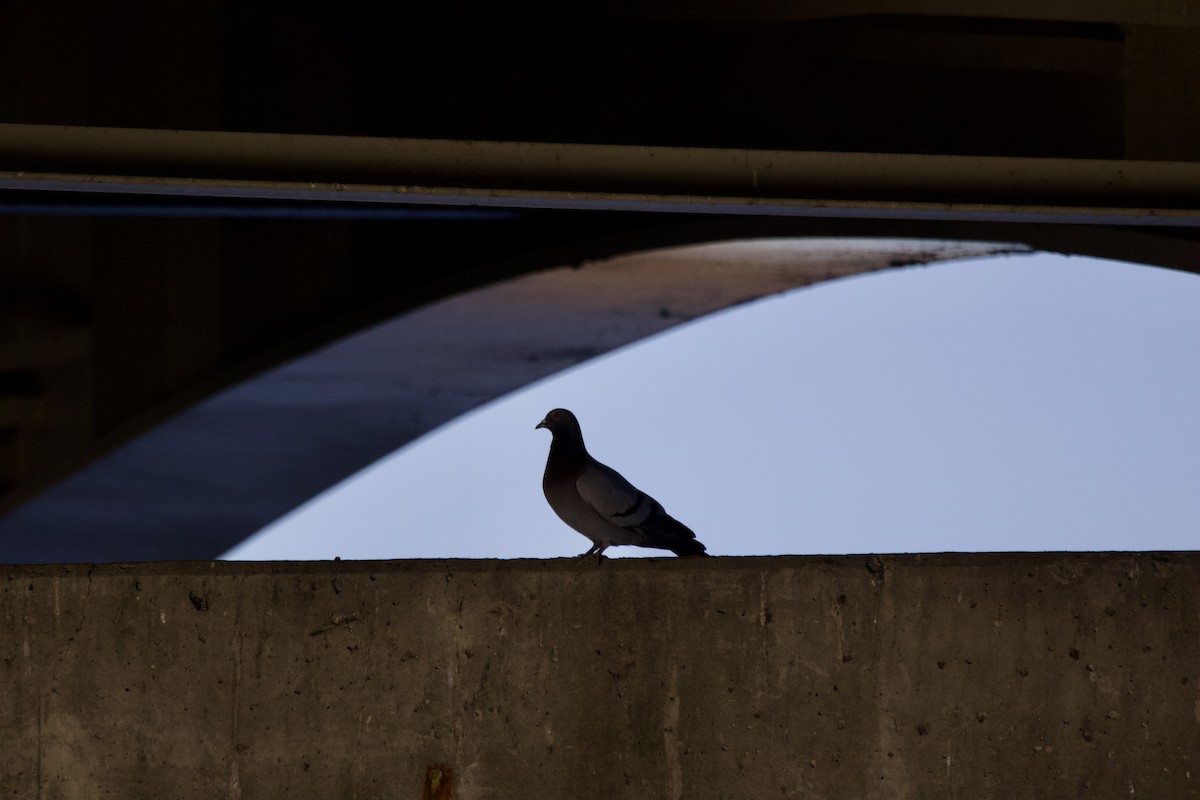 Rock Pigeon (Feral Pigeon) - ML618372267