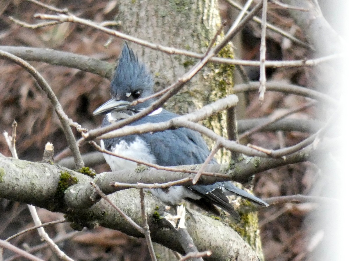 Belted Kingfisher - ML618372281