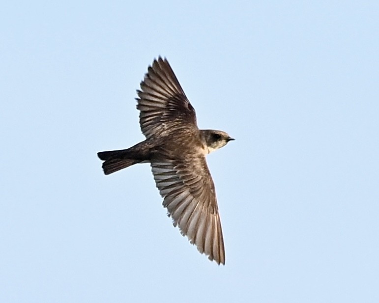 Northern Rough-winged Swallow - ML618372287