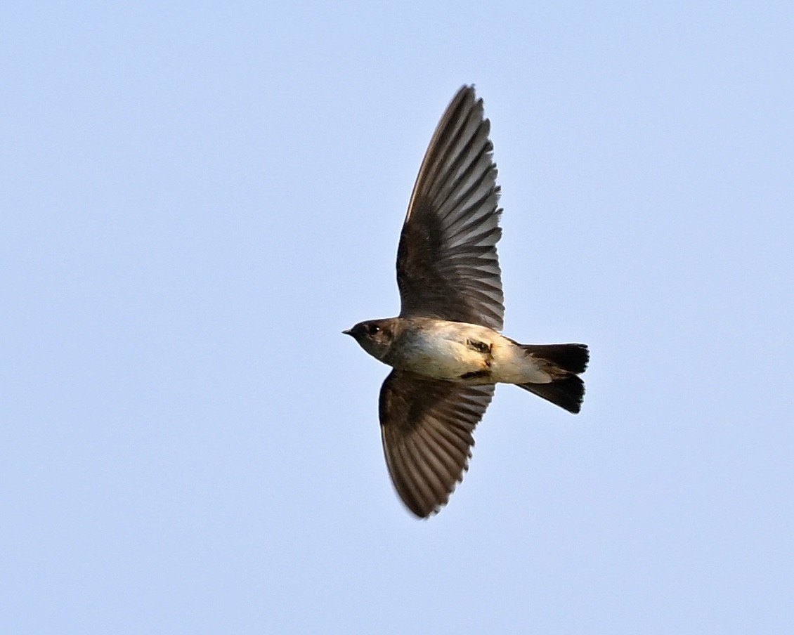 Northern Rough-winged Swallow - ML618372288