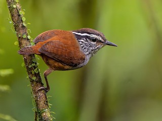  - Gray-breasted Wood-Wren