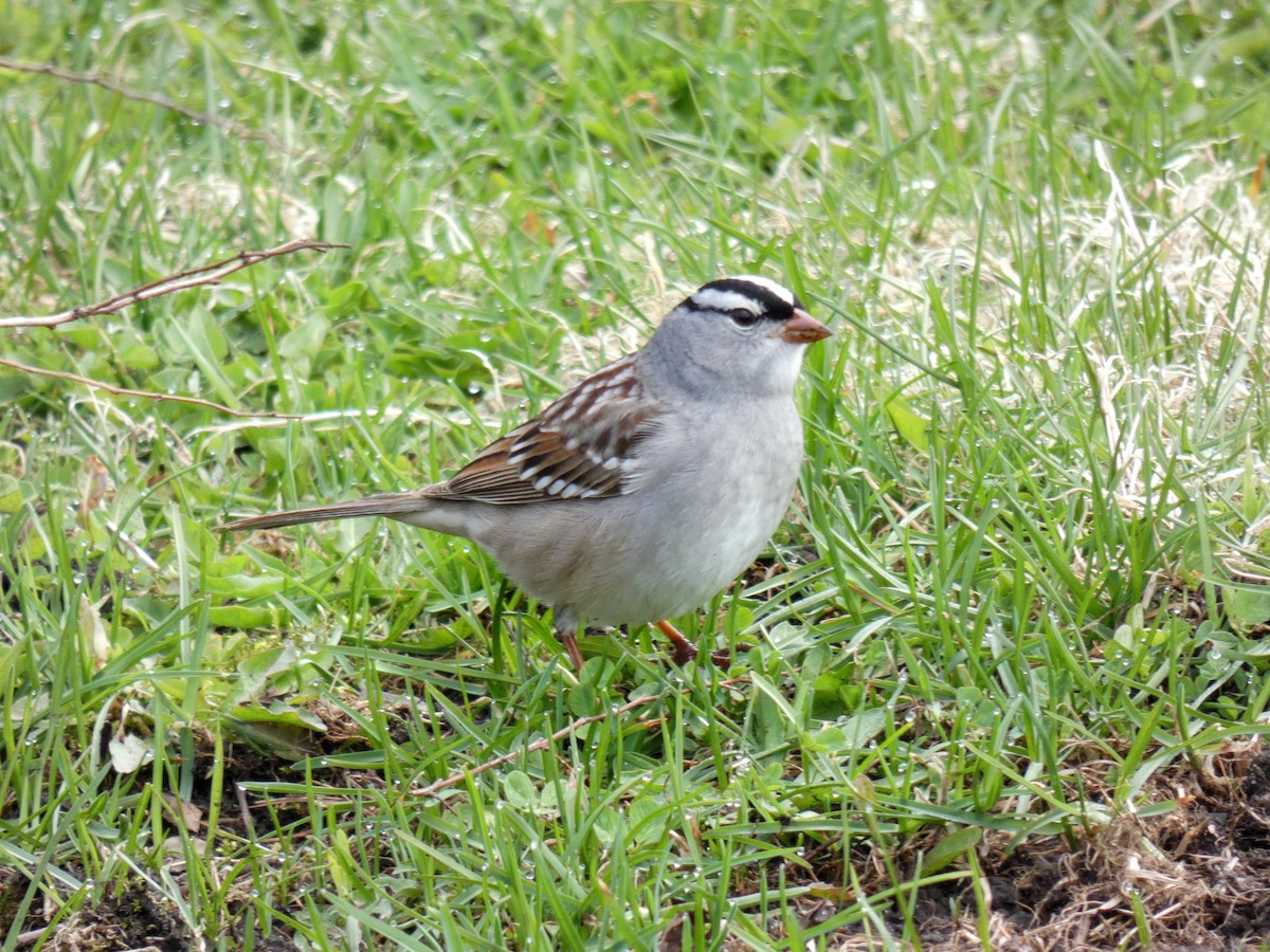 White-crowned Sparrow - ML618372302