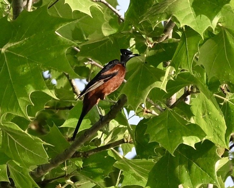 Orchard Oriole - ML618372306