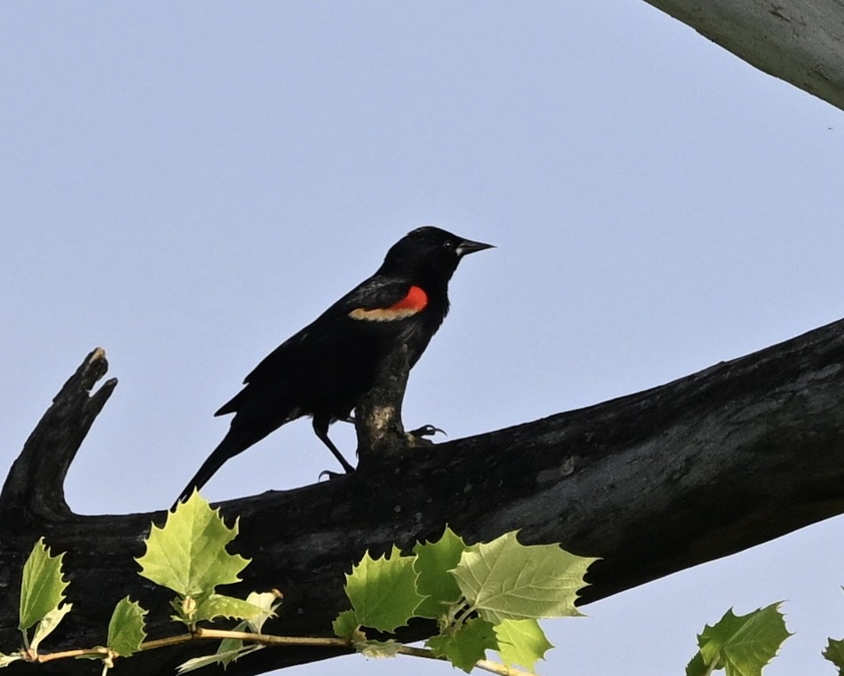 Red-winged Blackbird - ML618372310