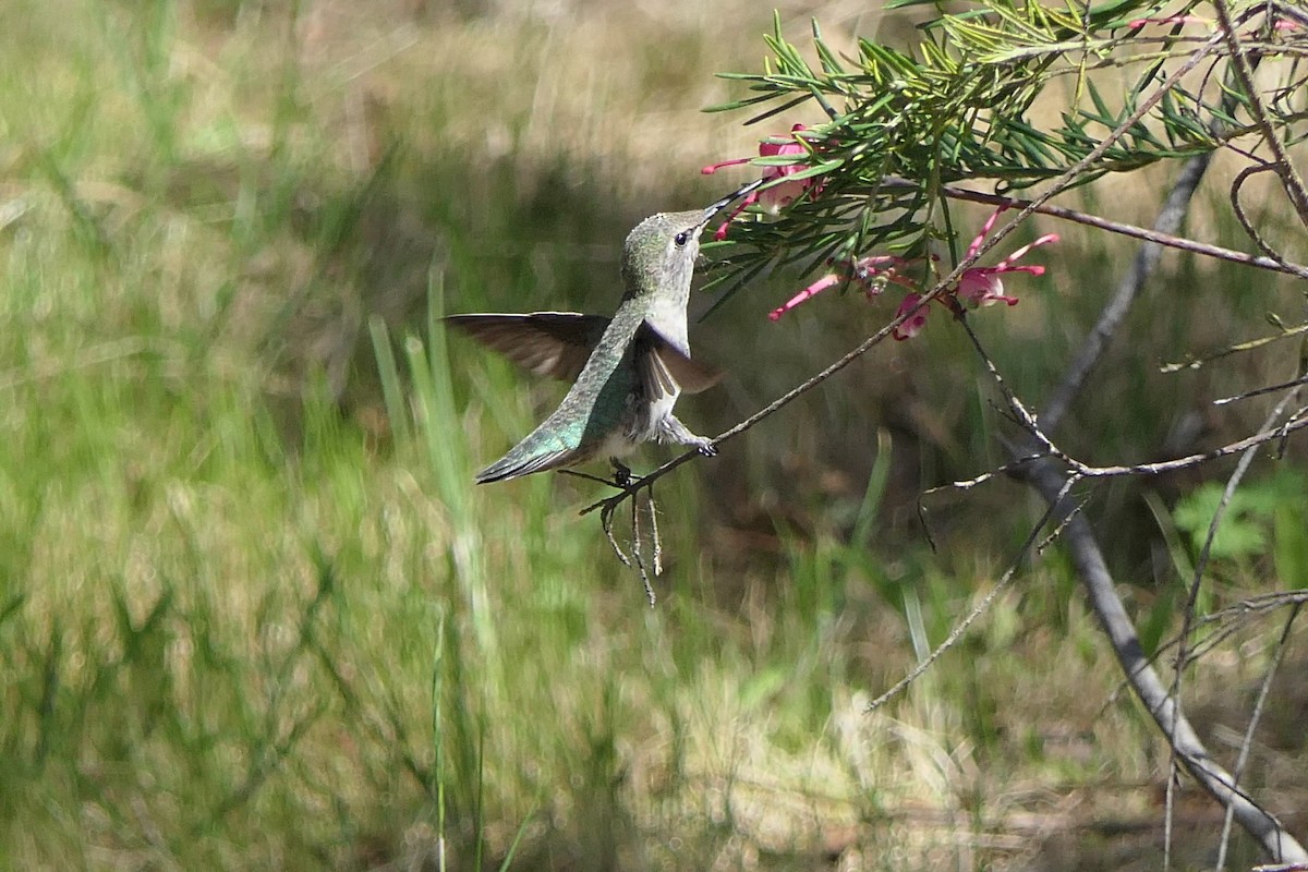 Anna's Hummingbird - ML618372327