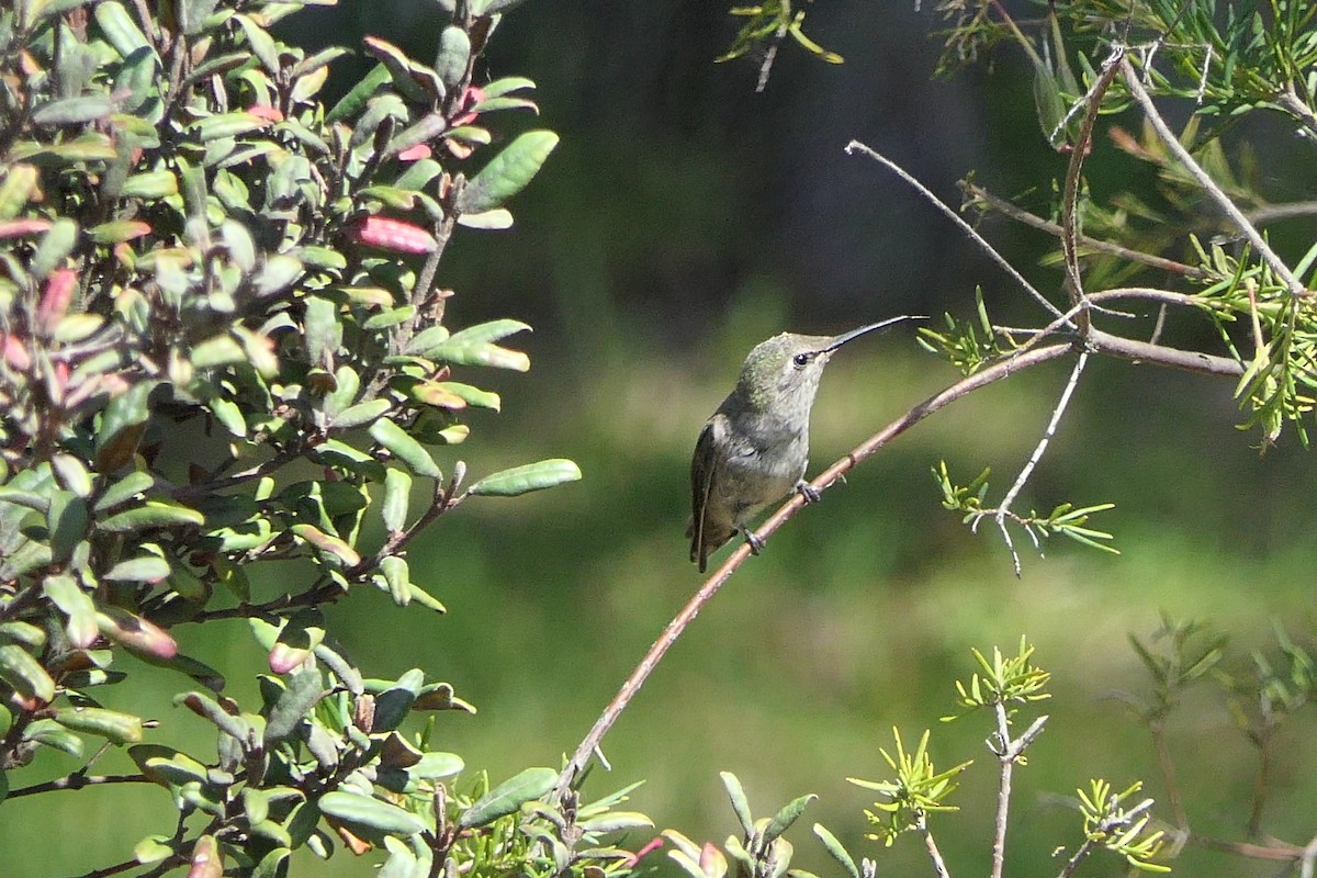 Anna's Hummingbird - ML618372328