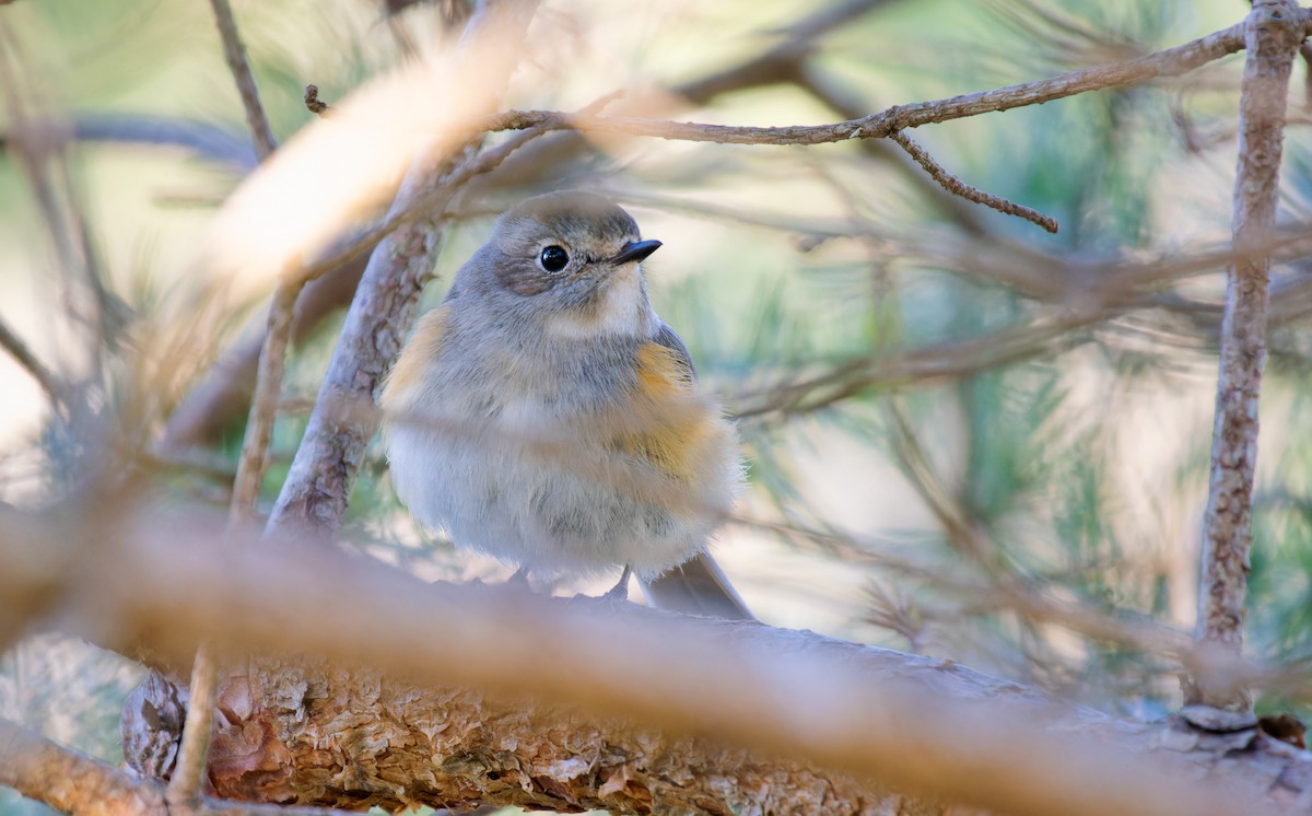 Red-flanked Bluetail - ML618372347