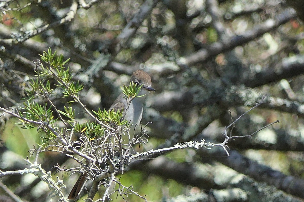 Ash-throated Flycatcher - Catherine Burgess