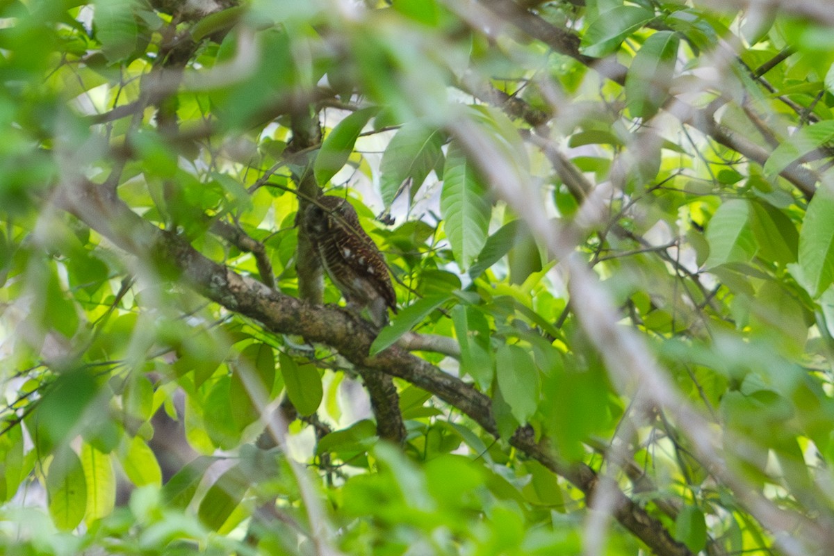 Asian Barred Owlet - ML618372389