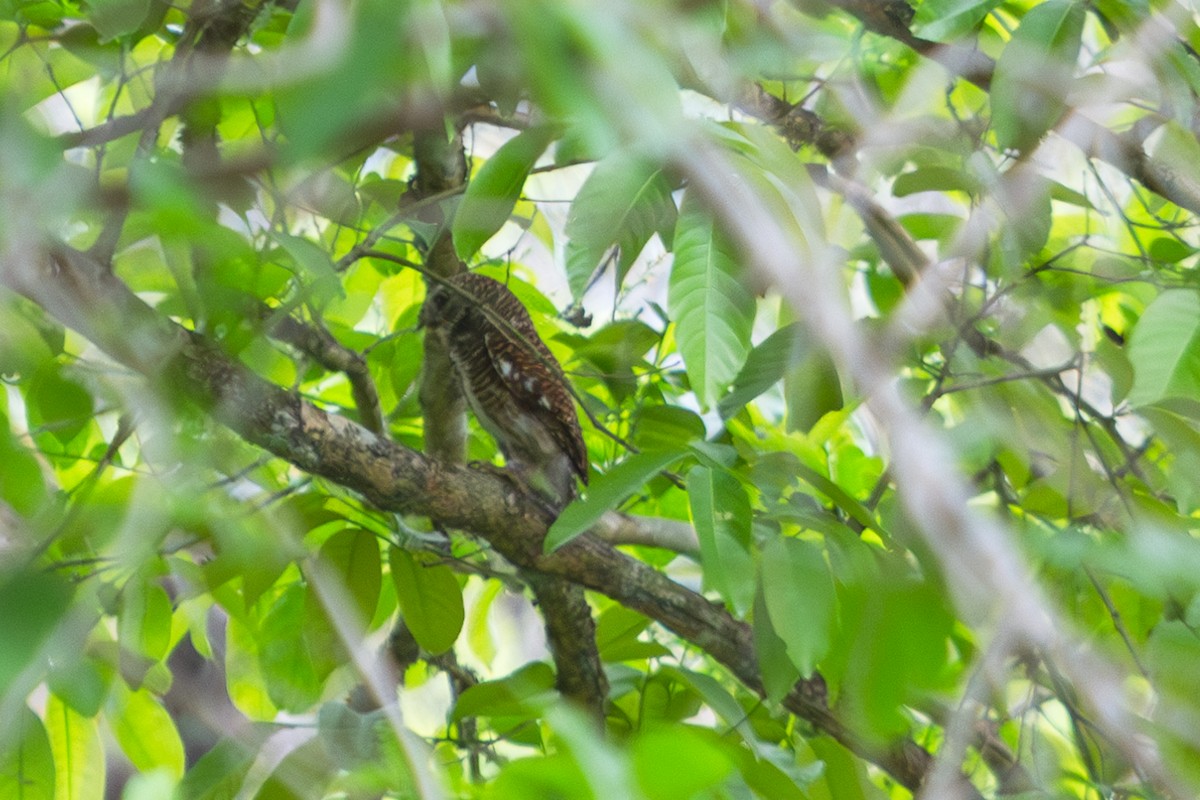 Asian Barred Owlet - ML618372390