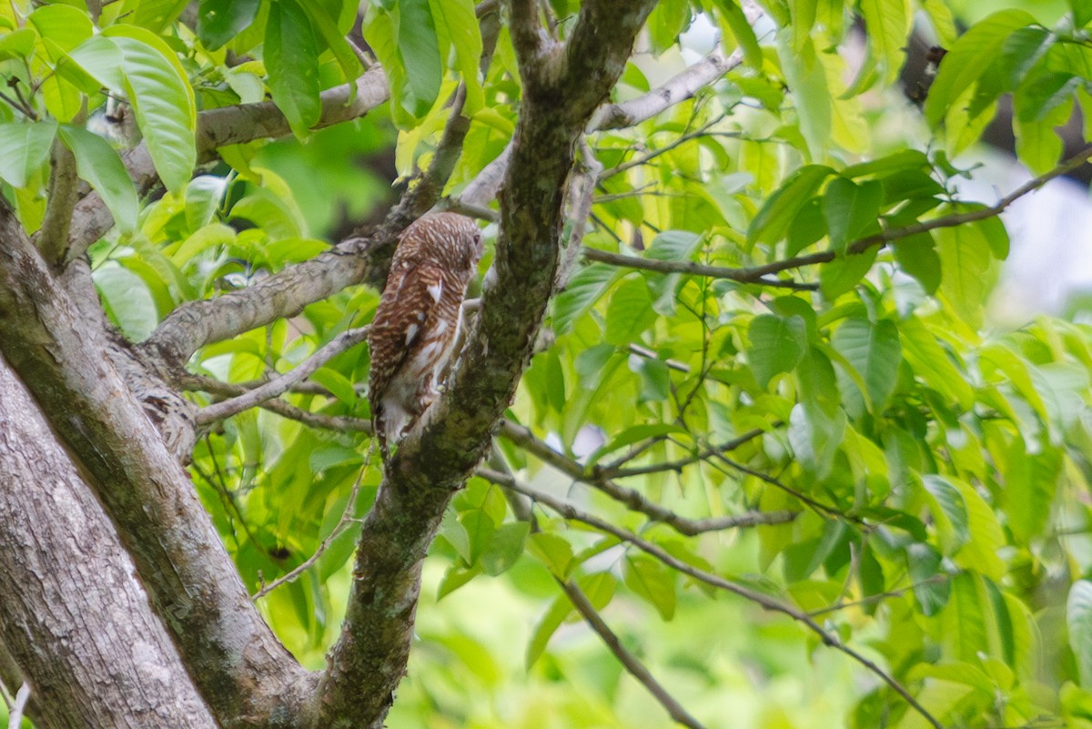 Asian Barred Owlet - ML618372391