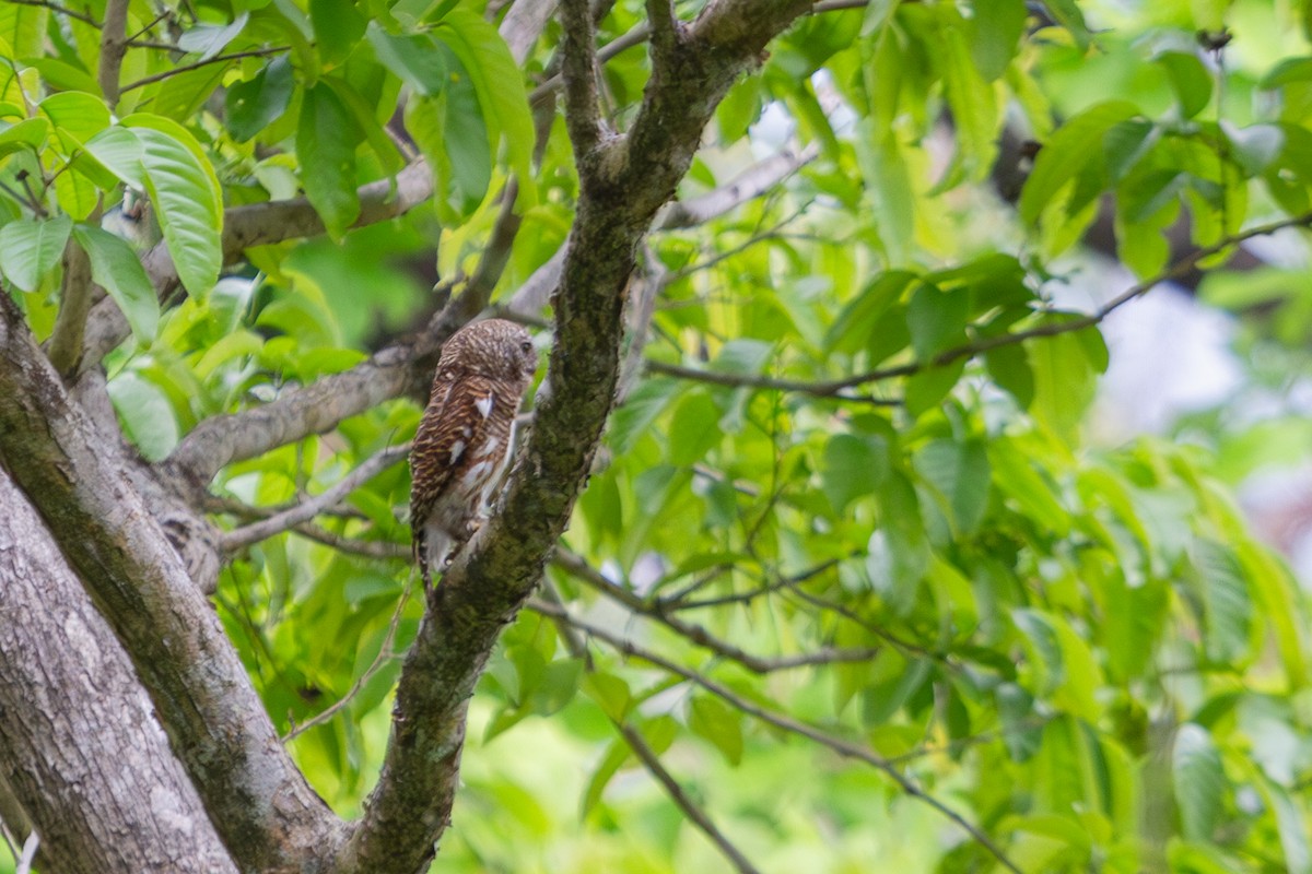 Asian Barred Owlet - ML618372392