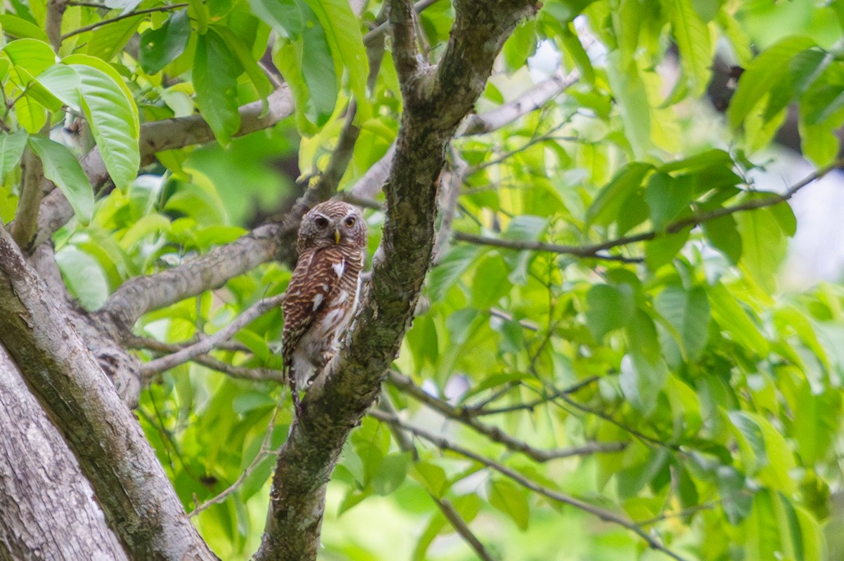 Asian Barred Owlet - ML618372394