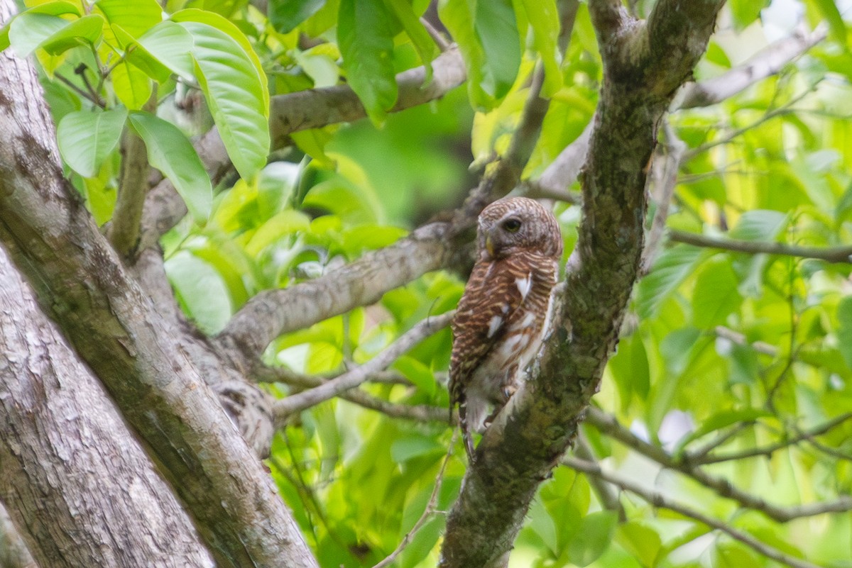 Asian Barred Owlet - ML618372395
