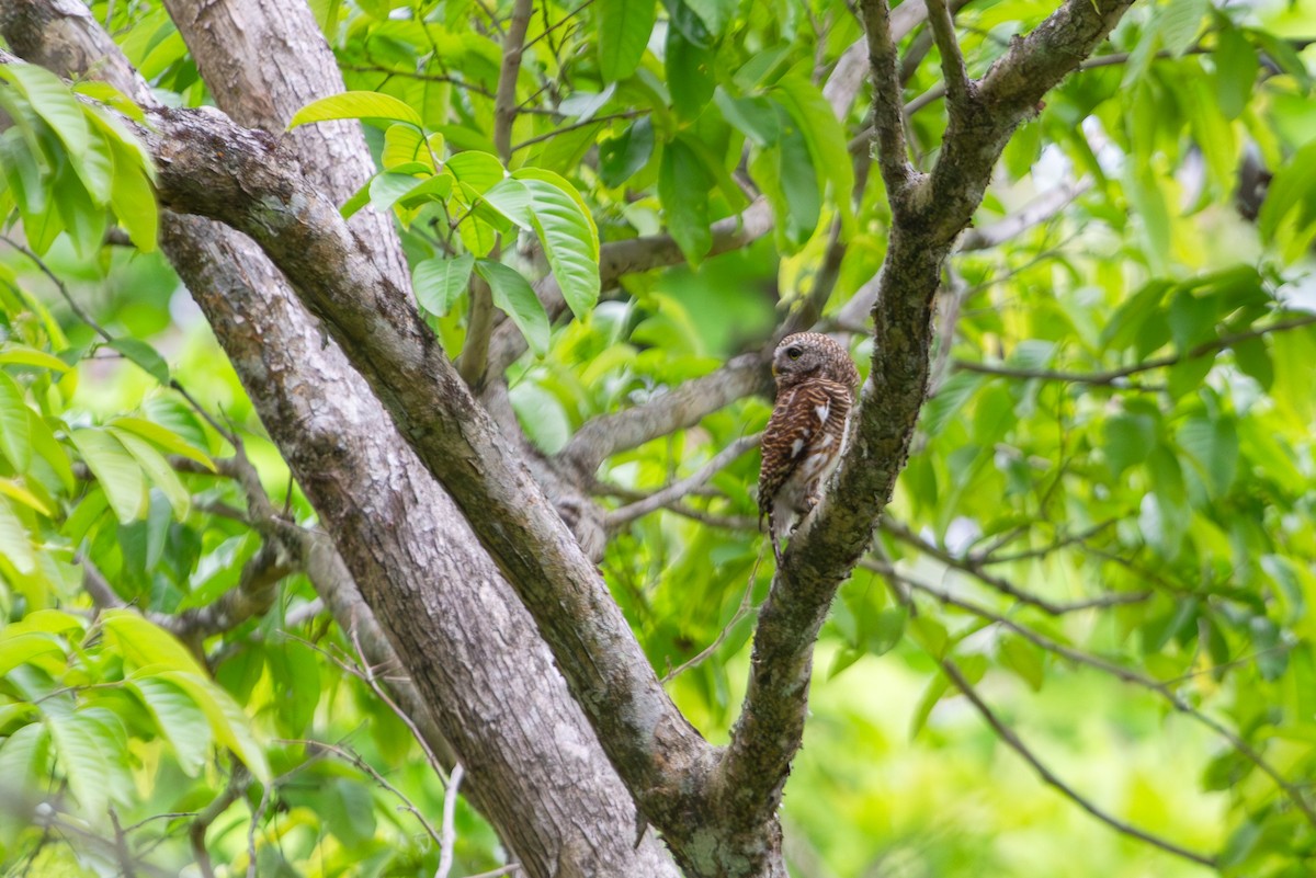 Asian Barred Owlet - ML618372398