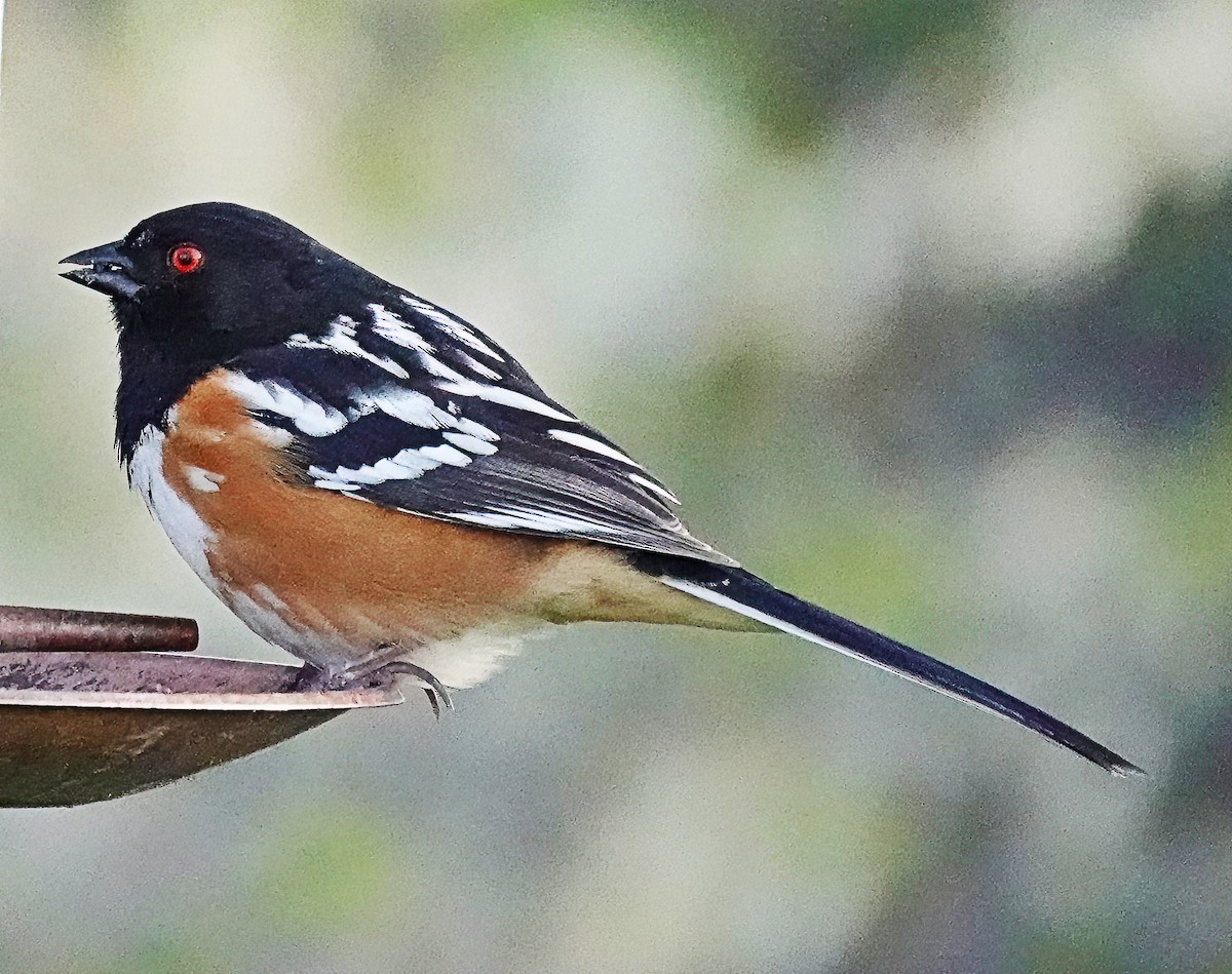 Spotted Towhee - ML618372412