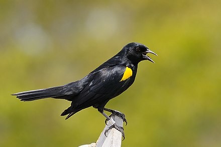 blackbird sp. - John Hylas Smith