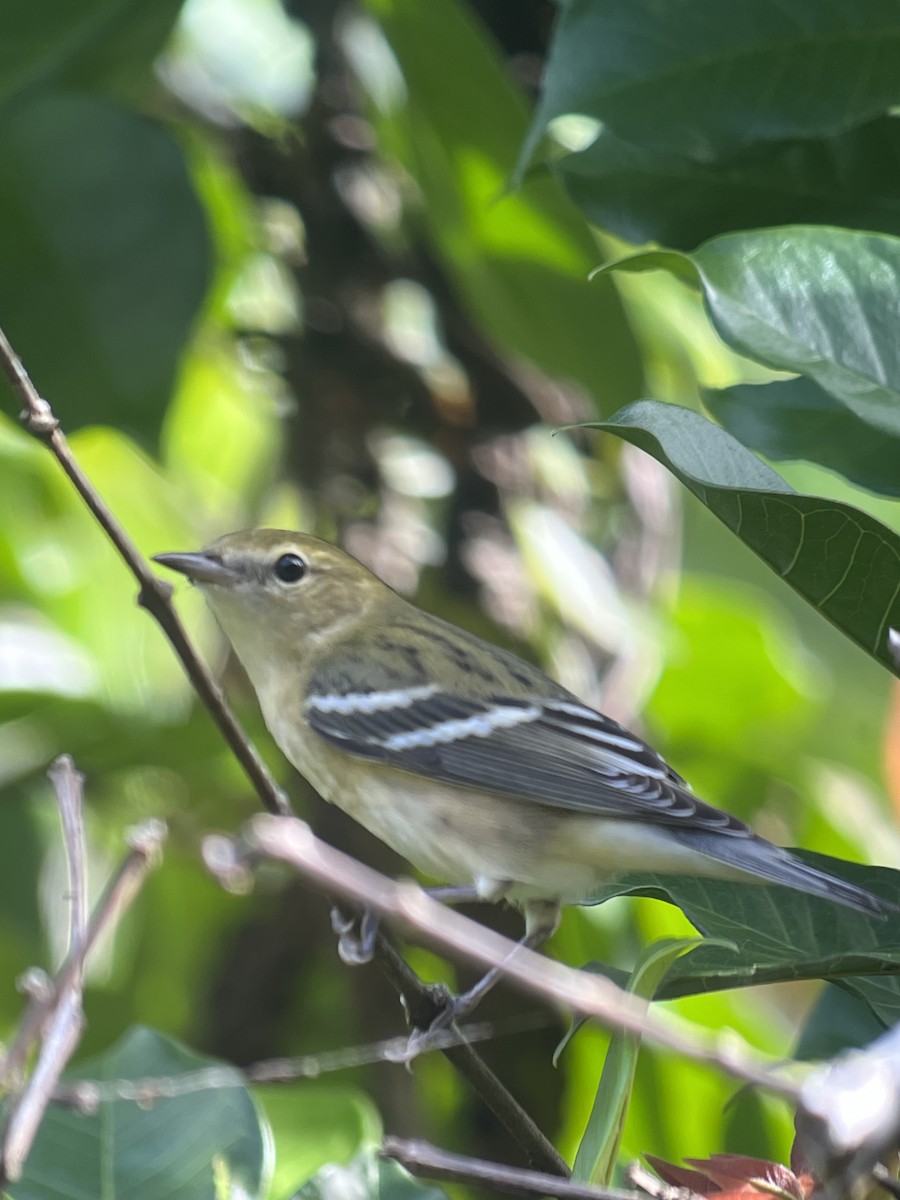 Bay-breasted Warbler - ML618372420