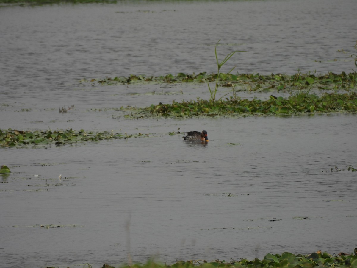 Indian Spot-billed Duck - ML618372421