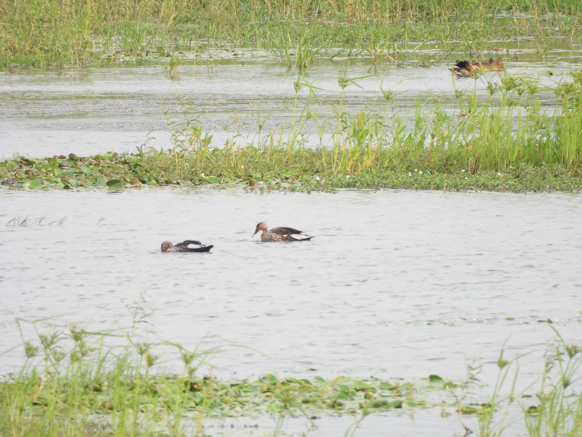 Indian Spot-billed Duck - ML618372422
